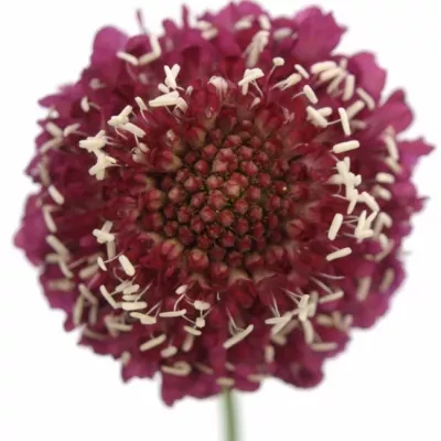 SCABIOSA ATROPURPURE