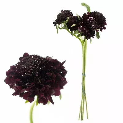 SCABIOSA ATROPURPUREA BLACK KNIGHT 45cm