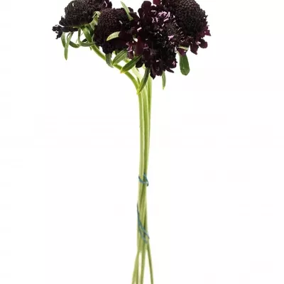 SCABIOSA ATROPURPUREA BLACK KNIGHT 45cm