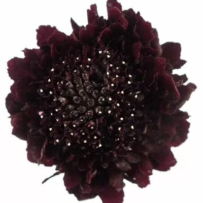 SCABIOSA ATROPURPUREA BLACK KNIGHT 45cm