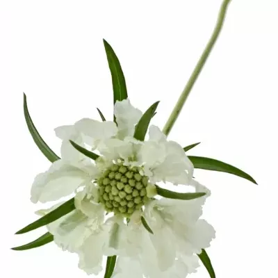 Scabiosa C ANNABELLE 65cm