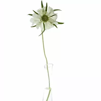 Scabiosa C ANNABELLE 65cm