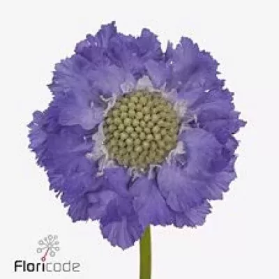 Scabiosa C STAEFA 65cm