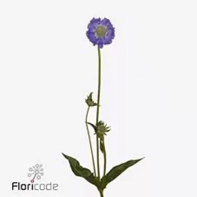 Scabiosa C STAEFA 65cm