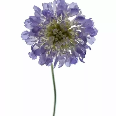 SCABIOSA CAUCASICA MIX 55cm