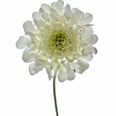 SCABIOSA CAUCASICA MIX 55cm