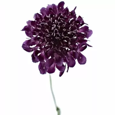 SCABIOSA CAUCASICA MIX 55cm