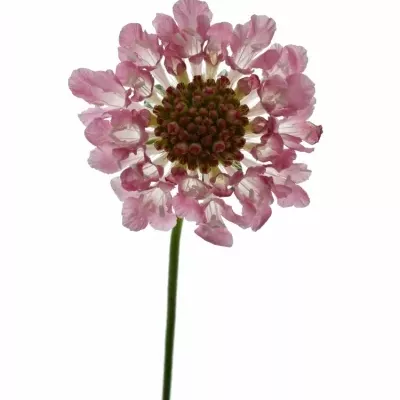 SCABIOSA CAUCASICA MIX 55cm