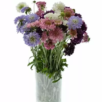 SCABIOSA CAUCASICA MIX 55cm