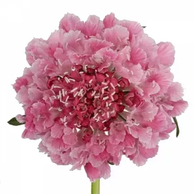 Scabiosa COTTON CANDY SCOOP 40cm