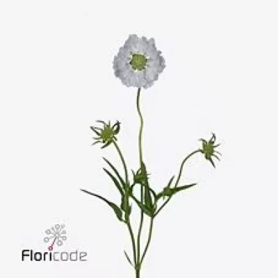 Scabiosa DAVIDA