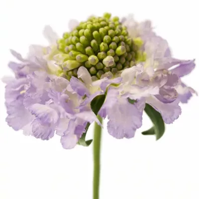 Scabiosa LAVENDER SCOOP 40cm