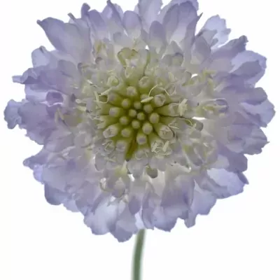 Scabiosa LAVENDER SCOOP 40cm