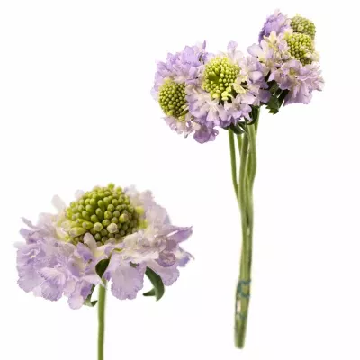 Scabiosa LAVENDER SCOOP 40cm