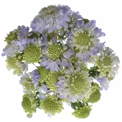 Scabiosa LAVENDER SCOOP 40cm