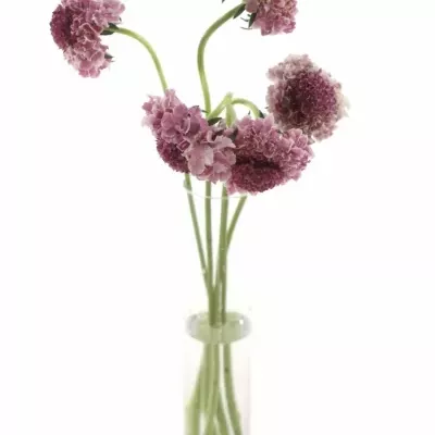 SCABIOSA MARSHMALLOW SCOOP 