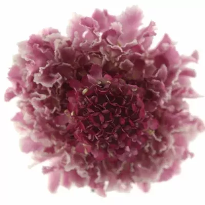 SCABIOSA MARSHMALLOW SCOOP 