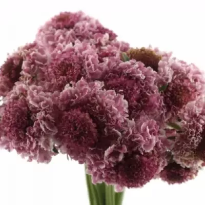 SCABIOSA MARSHMALLOW SCOOP 