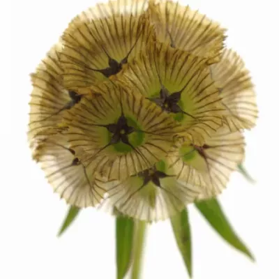 SCABIOSA STELLATTA