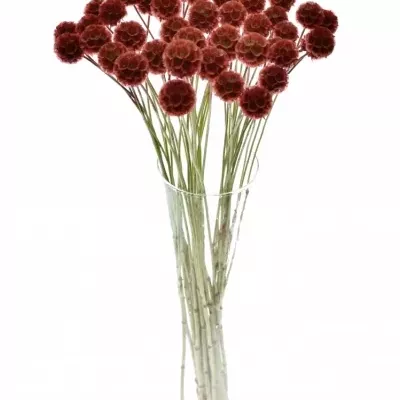 SCABIOSA STELLATTA RED 60cm