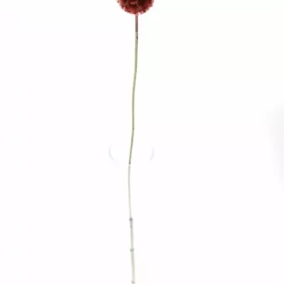 SCABIOSA STELLATTA RED 60cm