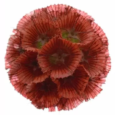 SCABIOSA STELLATTA RED 60cm