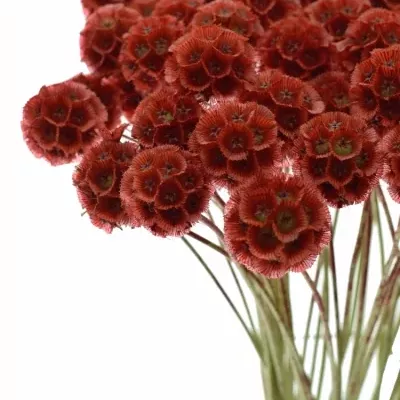 SCABIOSA STELLATTA RED 60cm