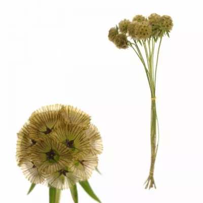 SCABIOSA STELLATTA