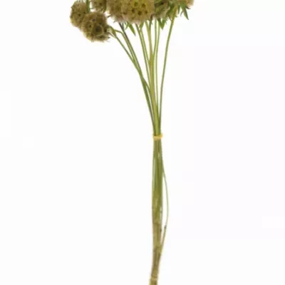 SCABIOSA STELLATTA