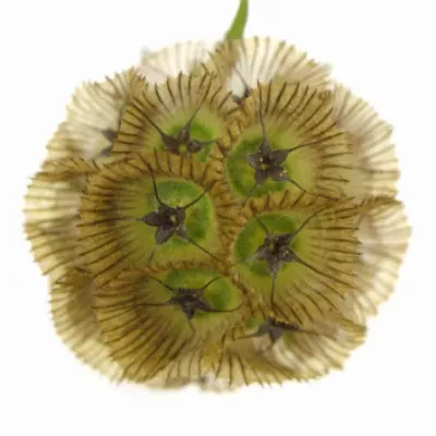 SCABIOSA STELLATTA