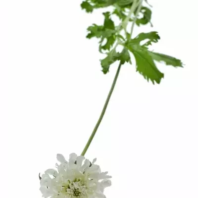 Scabiosa VANILLA SCOOP 40cm