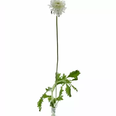 Scabiosa VANILLA SCOOP 40cm