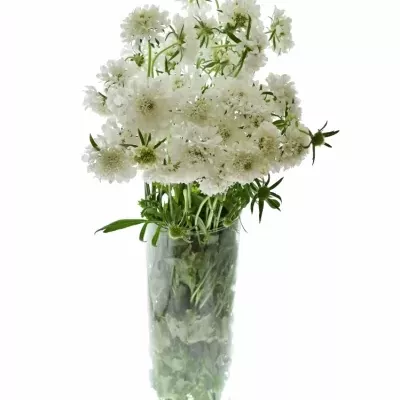 Scabiosa VANILLA SCOOP 40cm