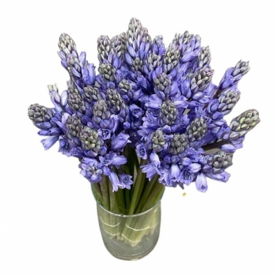 SCILLA SIBERICA BLUE