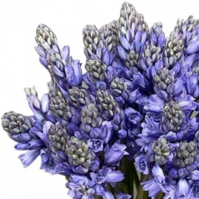 SCILLA SIBERICA BLUE