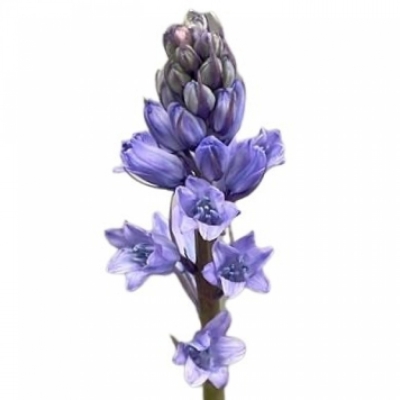 SCILLA SIBERICA BLUE