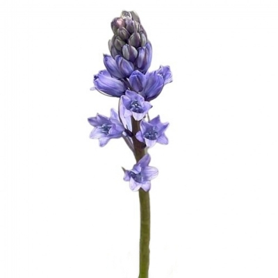 SCILLA SIBERICA BLUE