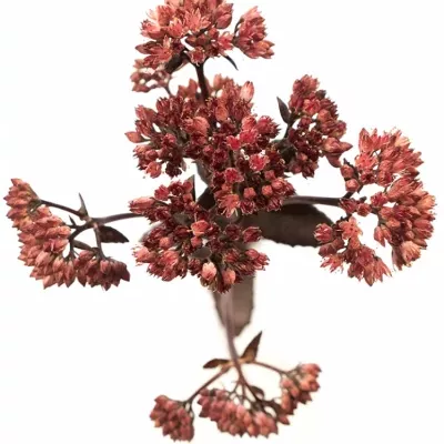 Sedum MAGICAL BON BON 50cm