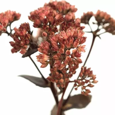 Sedum MAGICAL BON BON 50cm