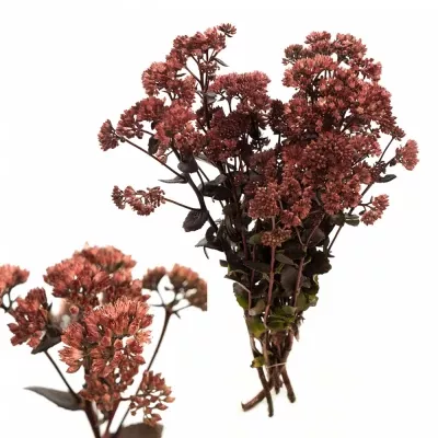 Sedum MAGICAL BON BON 50cm