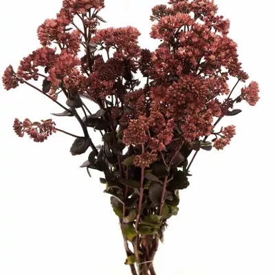 Sedum MAGICAL BON BON 50cm