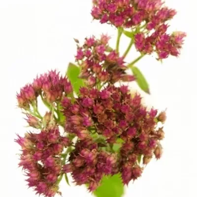 Sedum MUNSTEAD DARK RED