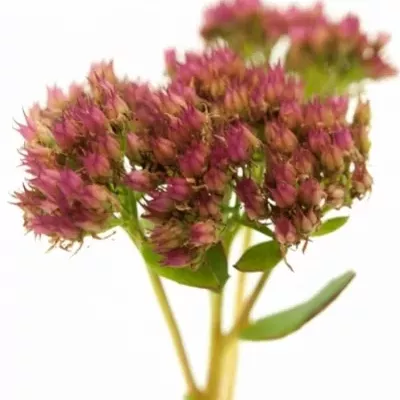 Sedum MUNSTEAD DARK RED