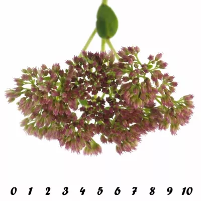 SEDUM SPECTABILE 45cm