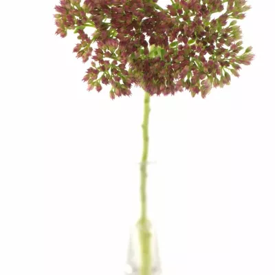 SEDUM SPECTABILE 45cm