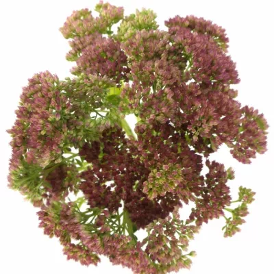 SEDUM SPECTABILE 45cm