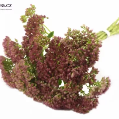 SEDUM SPECTABILE 45cm