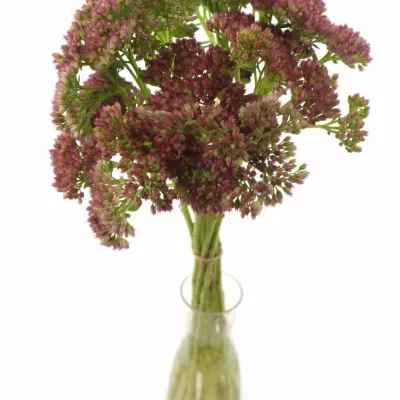 SEDUM SPECTABILE 45cm