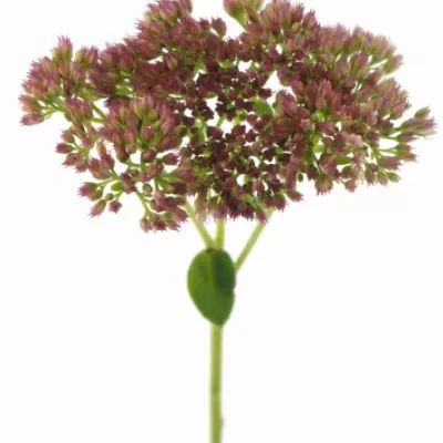 SEDUM SPECTABILE 45cm