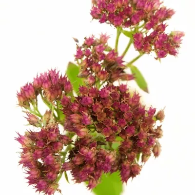 Sedum SPECTAIBLE CARL 35cm